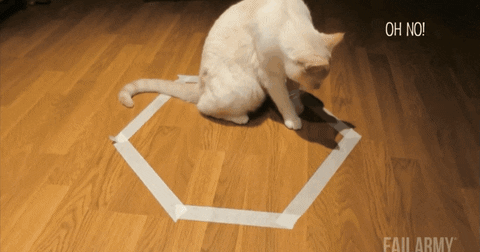 cat trap GIF