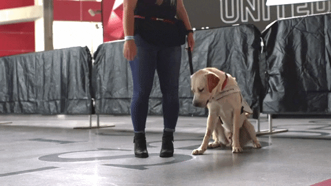 Dog Lay GIF by Atlanta United