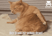 unsereoebb cat katze oebb weltkatzentag GIF