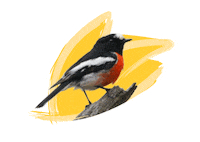 Endangered Species Australia Sticker by NSW Department of Planning, Industry and Environment