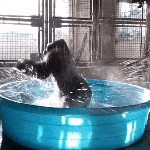Gorilla Dancing GIF