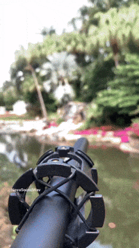 Field Recording of a Creek w a ShotGun Mic - Nova