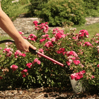 Watering GIF by Easy Elegance Roses