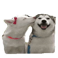 puppy love dog GIF by imoji