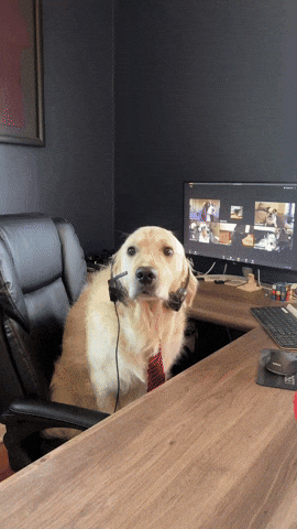 passtherigatoni dog work wfh golden retriever GIF