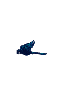 Arara Mandacaru Sticker by Livre e Leve