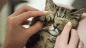I Got You Friends GIF by Sealed With A GIF
