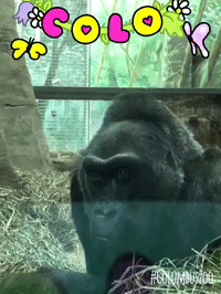 framebeta GIF
