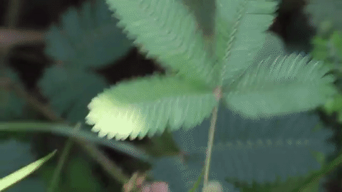 Mimosa Pudica Plant GIF