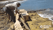 african penguin GIF by Monterey Bay Aquarium
