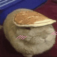 sabbaticgrime bunny cute bunny bnuuy bnuy GIF