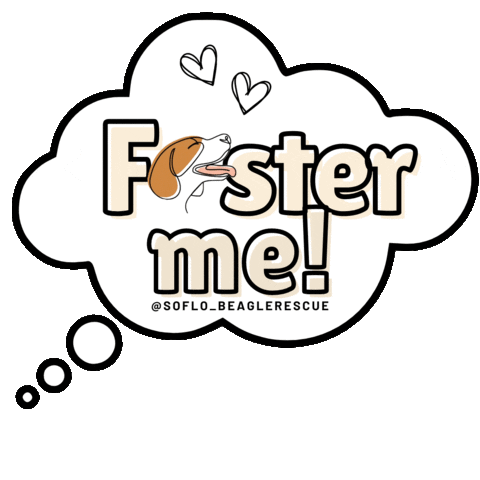 Foster Adopt Sticker by South Florida Beagle Rescue