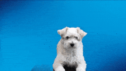 SamMobile dog animal sammobile GIF