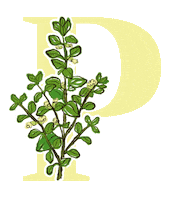 yerbaverdeflor flower flowers argentina flores Sticker