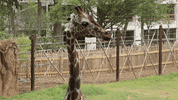 Atlanta Atl GIF by ZooATL