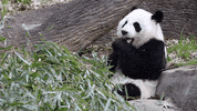Hungry Panda Bear GIF by ZooATL