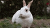 rabbit eating GIF