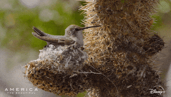 America Birds GIF by Nat Geo Wild