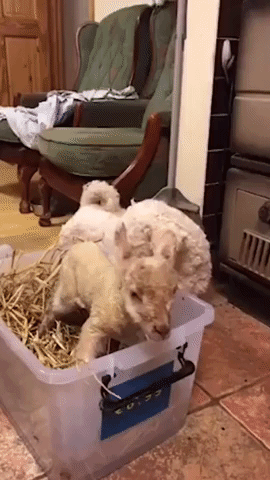 Fluffy White Dog Cares for Young Lamb on Irish Farm