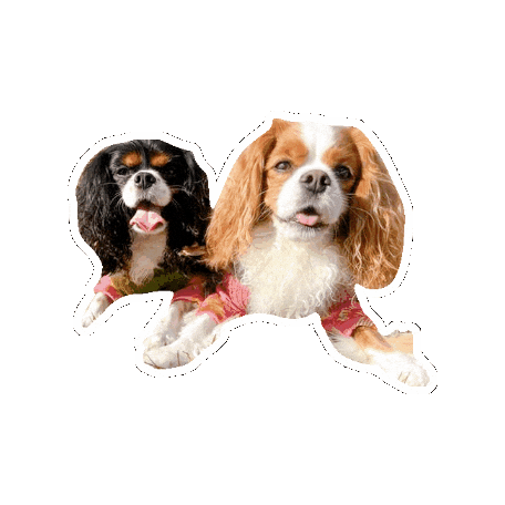 Cavalierkingcharlesspaniel Sticker