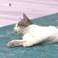 Good Morning What GIF by TRT