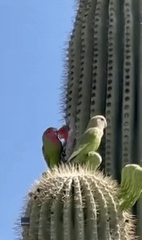 Birds Cuddle GIF by Storyful
