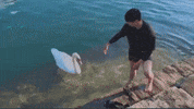Swan Swimming GIF