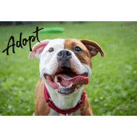 pitbulladvocatesofamerica love heart dog smile Sticker