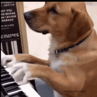 Bow Bow Dog GIF