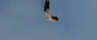 kung fu GIF