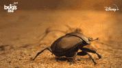 National Geographic Bug GIF by Nat Geo Wild