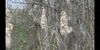 Plant Wind GIF by DIIMSA Stock