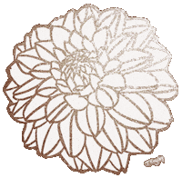 White Flower Dahlia Sticker