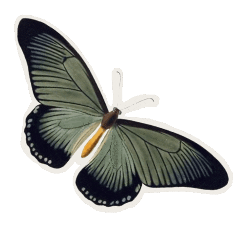 Sdesignworks nature vintage earth disco Sticker
