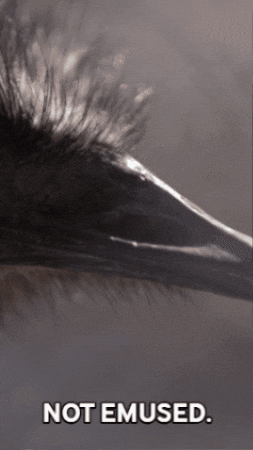 Emu GIF by Valley Zoo Development Society