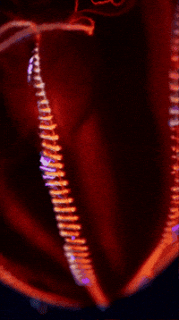 Into The Deep Jelly GIF by Monterey Bay Aquarium