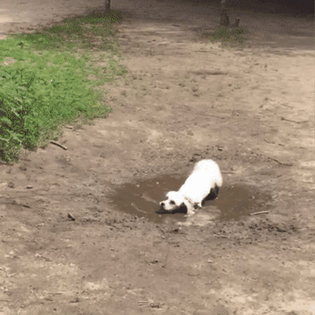 cuteanimalland giphygifmaker GIF