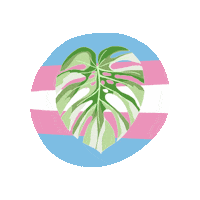 Queer Trans Sticker