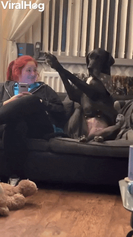 Great Dane Gently Requests Attention GIF by ViralHog