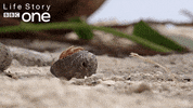 bbc one crab GIF by BBC