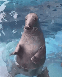 Whats Up Seal GIF by Respective