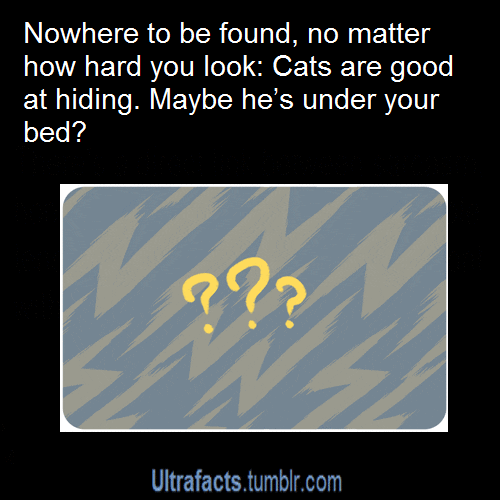 Text gif. There are question marks in the middle of the gif and the text above it reads, "Nowhere to be found, no matter how hard you look: Cats are good at hiding. Maybe he's under your bed?" and the text below reads, "Ultrafacts.tumblr.com."