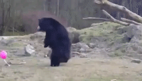 These Three Bears Playing With a Pink Balloon Will Make Your Friday