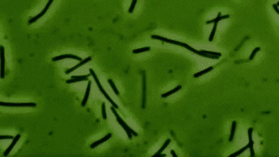 bacteria GIF
