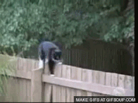 fence GIF