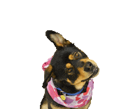 Dog Say What Sticker by Sacramento SPCA