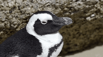 Tired Pbs Nature GIF by PBS Digital Studios