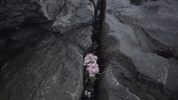 GIF by Eden