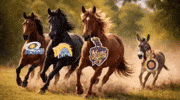 Kolkata Knight Riders Kkr GIF