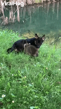 Pups From Different Paths Play Together GIF by ViralHog